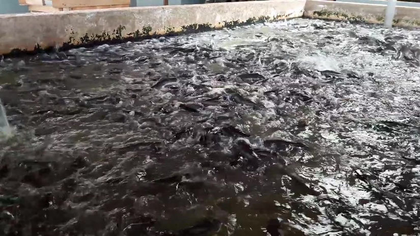 Poisson Chat Africain (Clarias) dans des bassins en béton